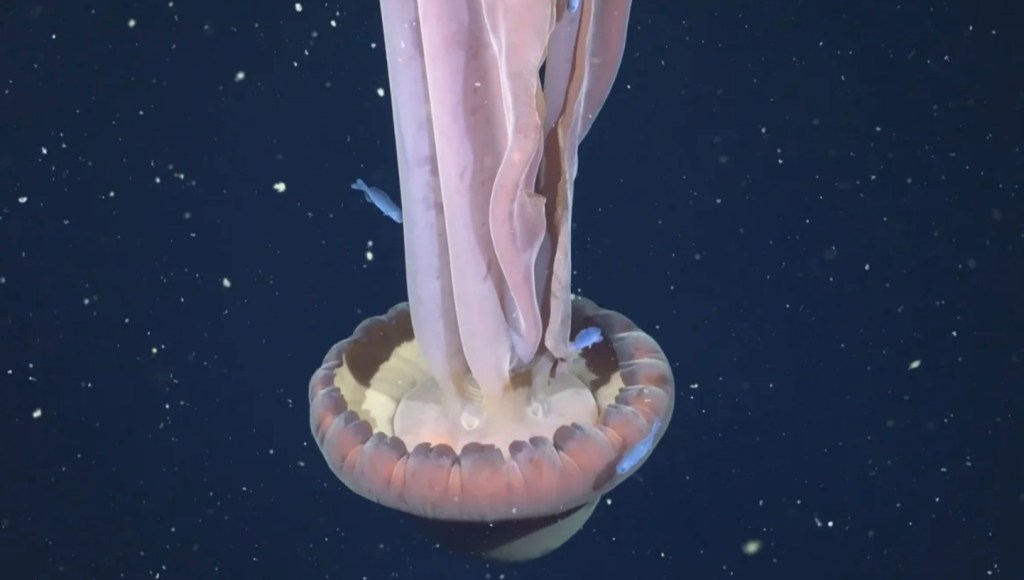 Científicos del Conicet detectaron una extraña especie marina de dimensiones&nbsp;épicas