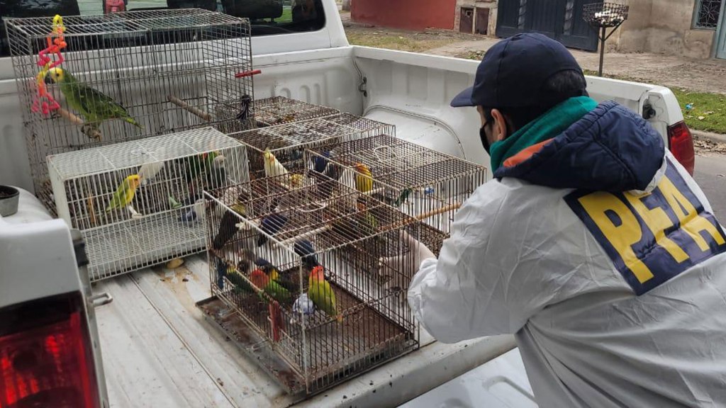 Rescatan más de 100 aves destinadas a la venta&nbsp;ilegal
