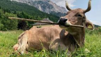 Denunció robo de 150 vacas pero era una cortina de&nbsp;humo