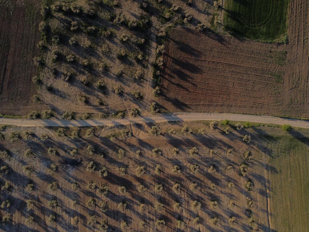 El maíz argentino lidera mercados globales ante ventajas&nbsp;logísticas