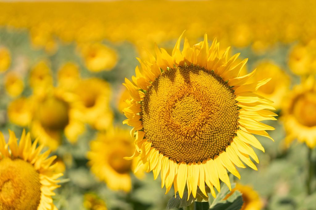 Zeta Semillas apunta a liderar el mercado con hibridos de&nbsp;girasol