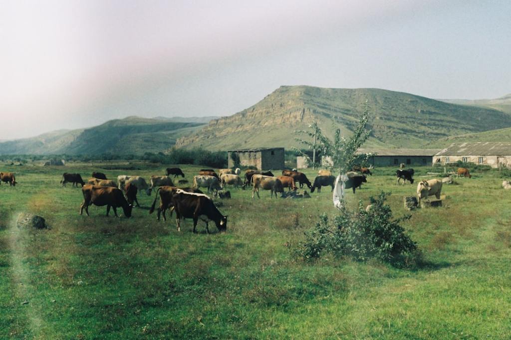 Ganadería argentina apunta a producir animales más&nbsp;grandes