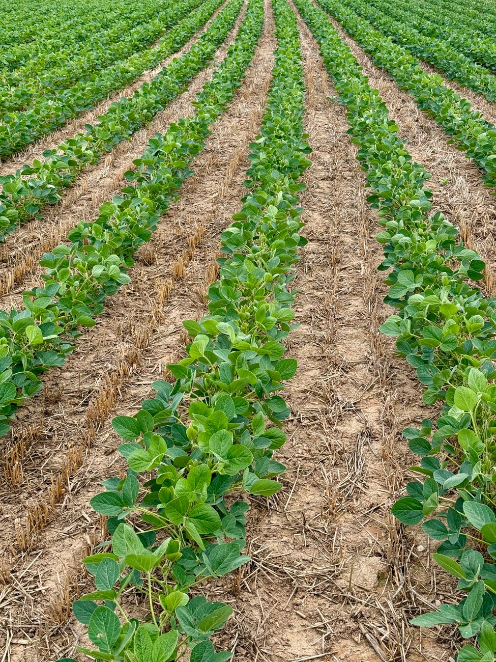 Biodiésel genera estímulo para consumir más aceite de soja localmente
